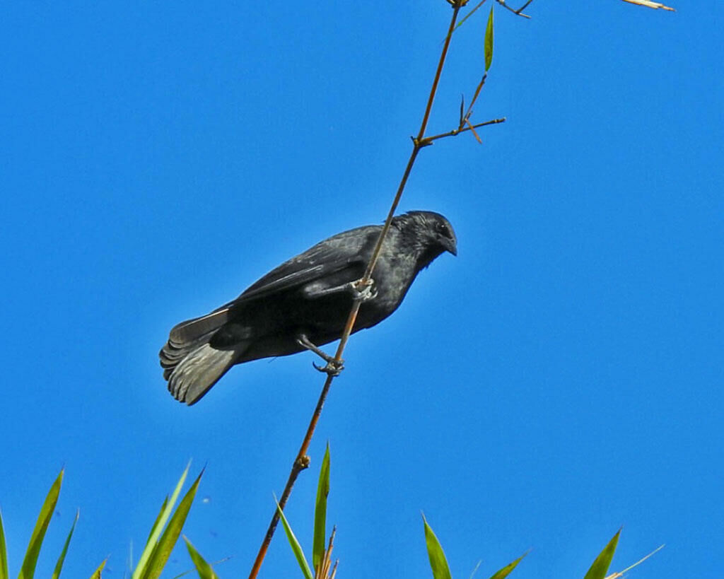 Imagem do Graúna